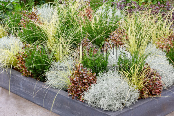 Mixed shrubs and perennials Mixed shrubs and perennials