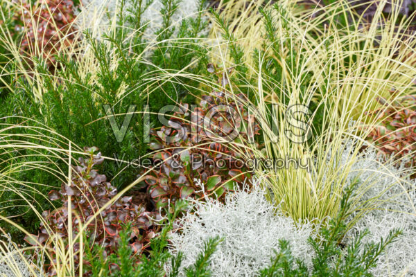 Gemengde heesters en vaste planten Gemengde heesters en vaste planten
