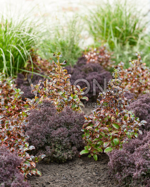 Coprosma repens, Leptospermum scoparium Larouge