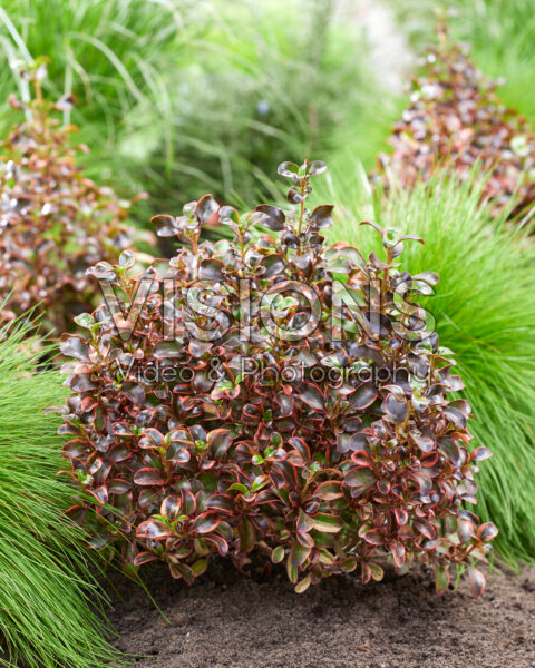 Coprosma repens Red Ruby