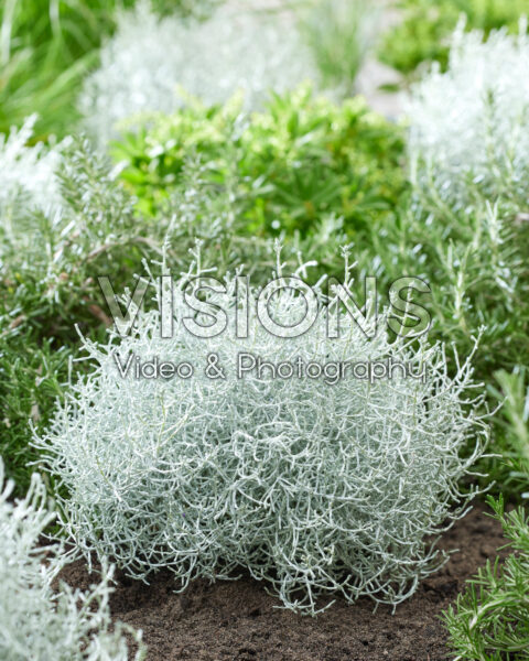 Leucophyta brownii Leucophyta brownii