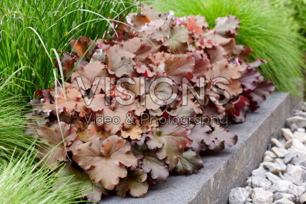 Heuchera Indian Summer Heuchera Indian Summer