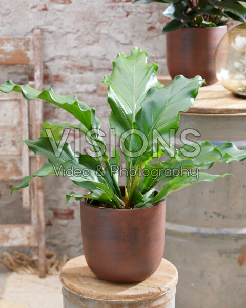 Anthurium plowmanii Storm | Visions Pictures