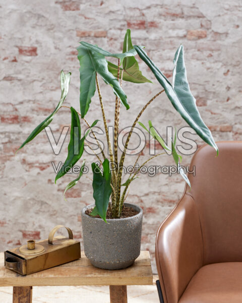 Alocasia zebrina Tigrina superba | Visions Pictures