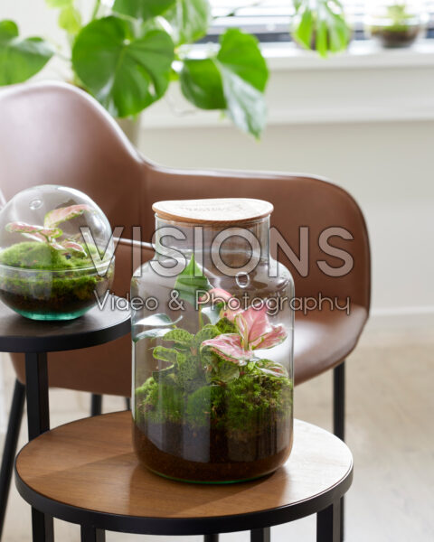 Bottle terrarium with Macodes petola Emerald and Anthurium | Visions  Pictures