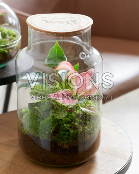 Bottle terrarium with Macodes petola Emerald and Anthurium | Visions  Pictures