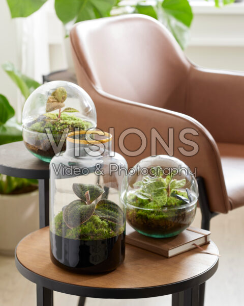 Terrarium collection with Macodes petola Tigereye, Emerald and Topaz