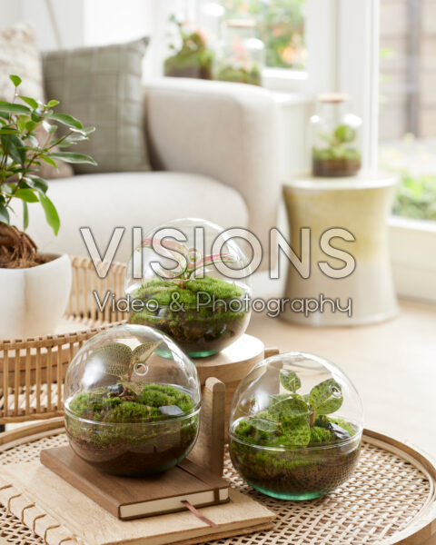 Globe terrarium collection with Macodes petola Emerald, Topaz and Aglaonema