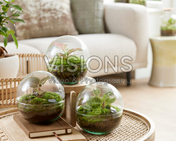 Globe terrarium collection with Macodes petola Emerald, Topaz and Aglaonema