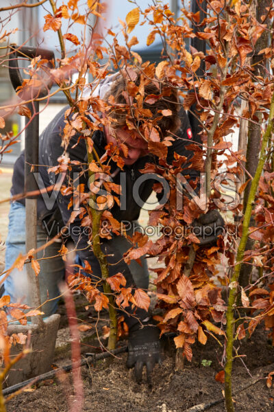 Planting a Fagus sylvatica hedge Planting a Fagus sylvatica hedge