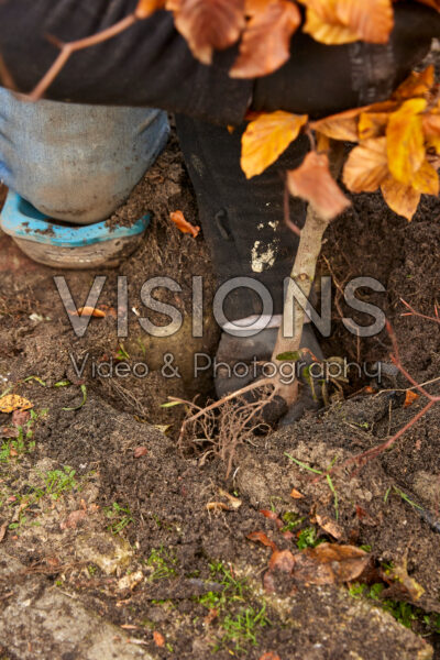 Planting a Fagus sylvatica hedge Planting a Fagus sylvatica hedge