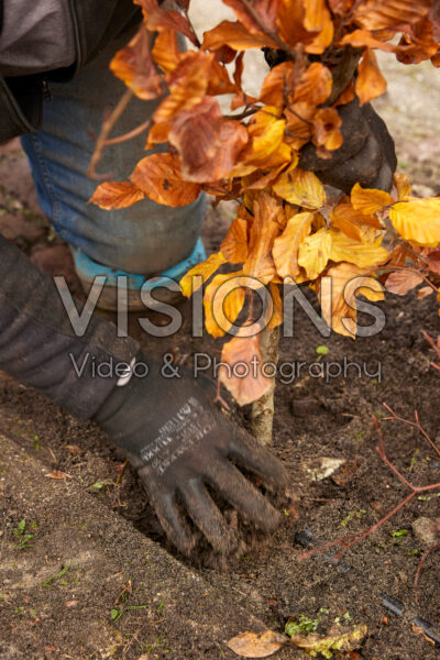 Planting a Fagus sylvatica hedge Planting a Fagus sylvatica hedge