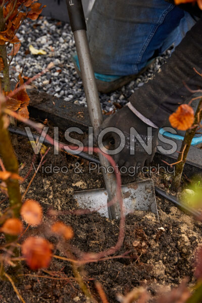 Planting a Fagus sylvatica hedge