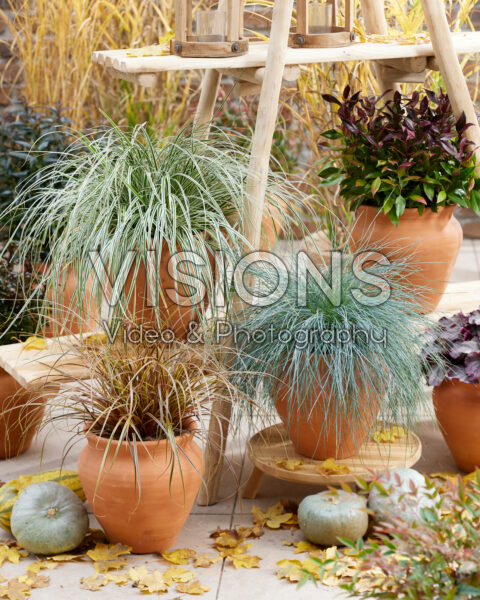 Evergreen ornamental grasses Evergreen ornamental grasses