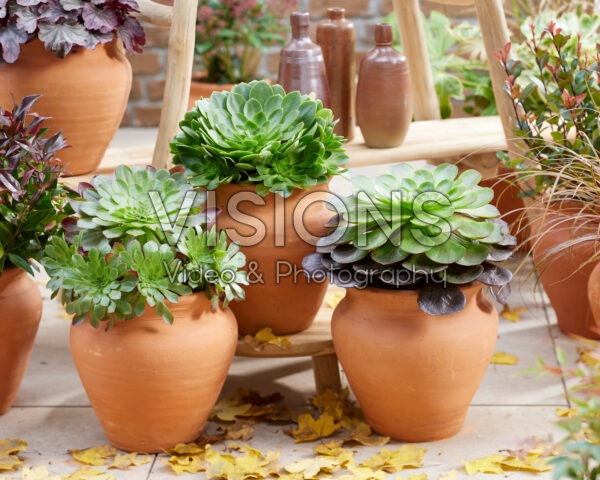 Semponium collection Semponium collection