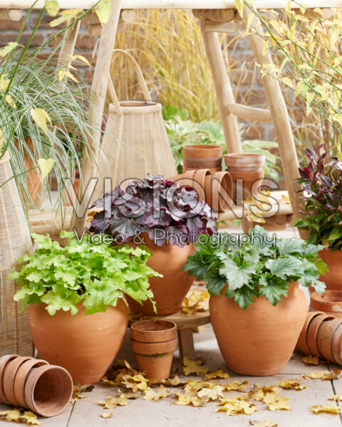 Heuchera Carnival collection Heuchera Carnival collection