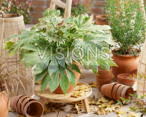 Fatsia japonica Spider's Web Fatsia japonica Spider's Web