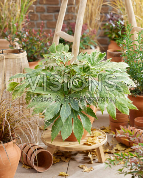 Fatsia japonica Spider's Web Fatsia japonica Spider's Web