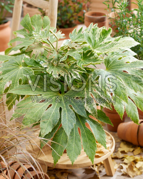 Fatsia japonica Spider's Web Fatsia japonica Spider's Web