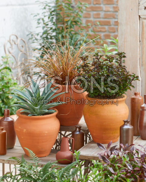 Evergreen terracotta collection