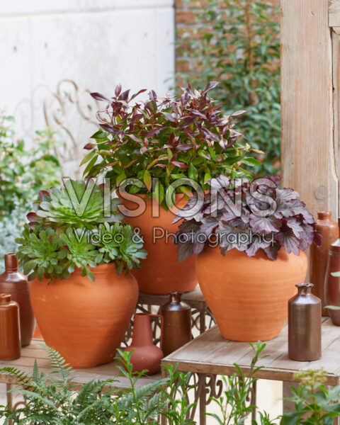 Groenblijvende terracotta collectie