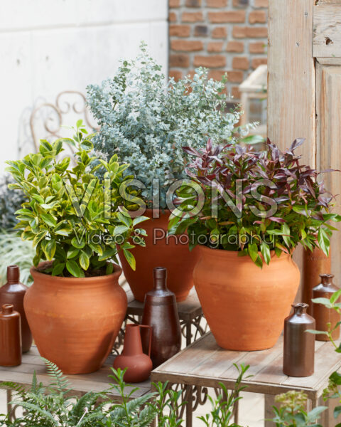 Evergreen terracotta collection Evergreen terracotta collection