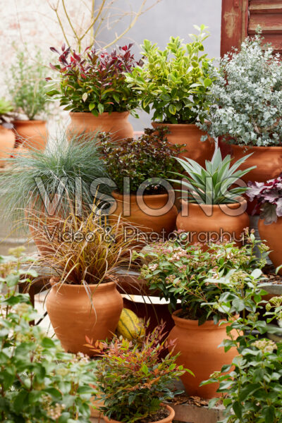 Evergreen terracotta collection Evergreen terracotta collection