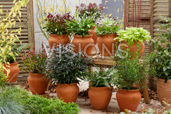 Evergreen terracotta collection