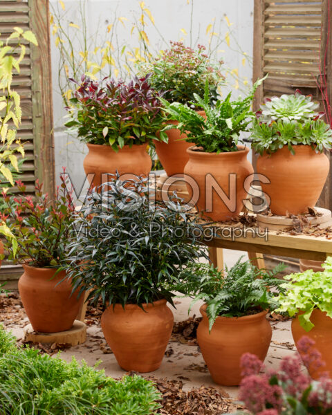 Evergreen terracotta collection Evergreen terracotta collection