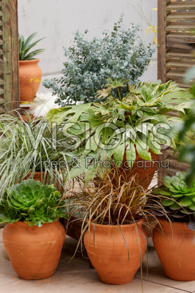 Groenblijvende terracotta collectie Groenblijvende terracotta collectie