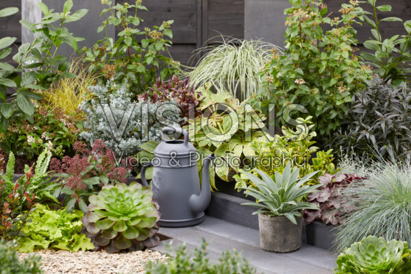 Evergreen garden Evergreen garden