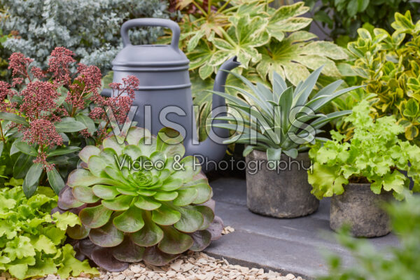 Evergreen garden Evergreen garden