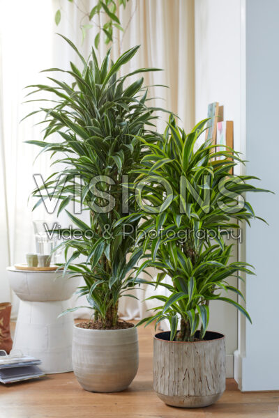 HOUSE PLANTS