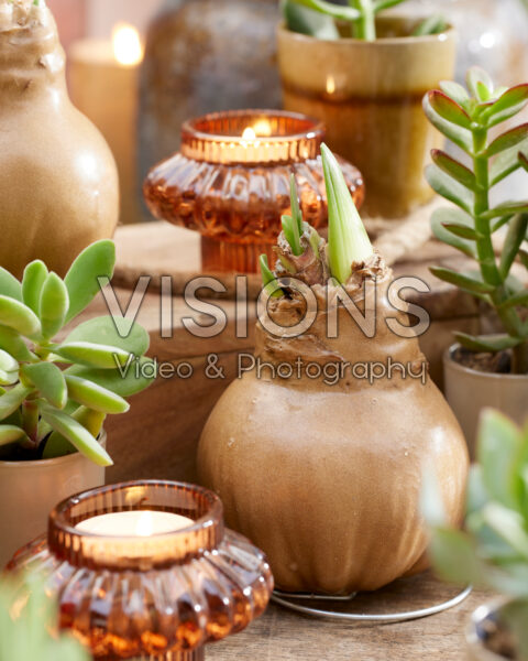 Wax Amaryllis gold Wax Amaryllis gold