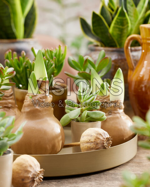 Wax Amaryllis goud Wax Amaryllis goud