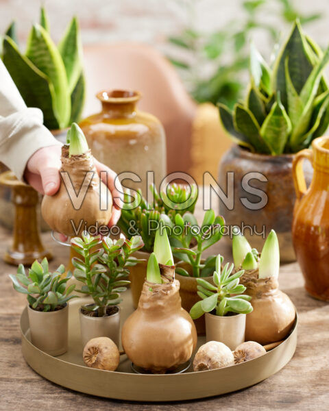 Wax Amaryllis goud Wax Amaryllis goud