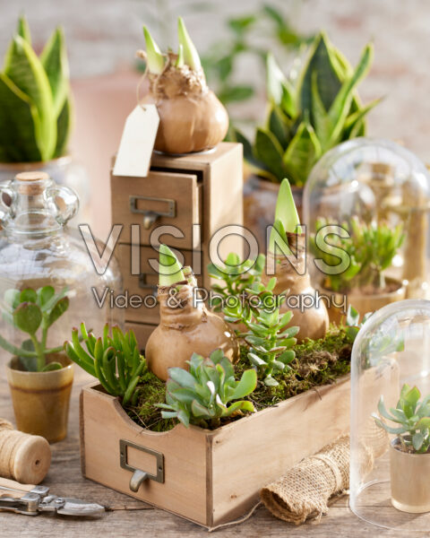 Wax Amaryllis goud