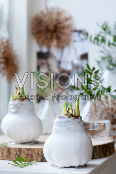 Wax Amaryllis white Wax Amaryllis white