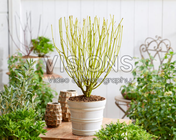 Cornus sericea Flaviramea Cornus sericea Flaviramea
