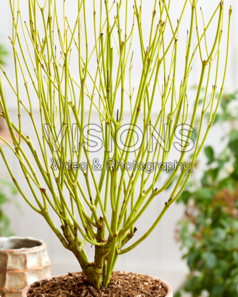 Cornus sericea Flaviramea Cornus sericea Flaviramea