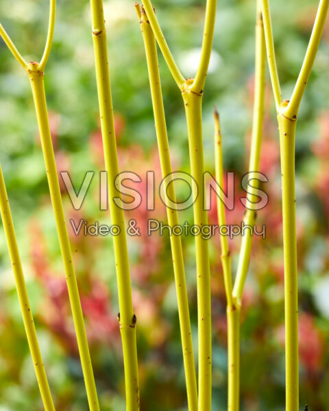 Cornus sericea Flaviramea