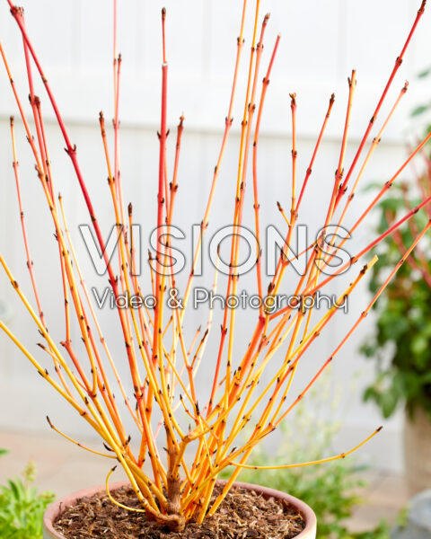 Cornus sanguinea Winter Beauty Cornus sanguinea Winter Beauty