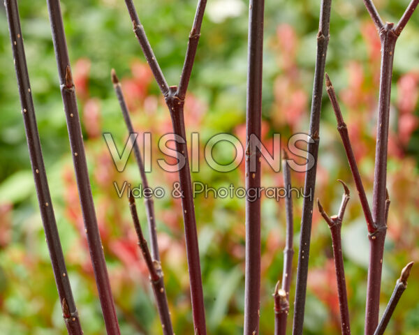 Cornus alba Kesselringii