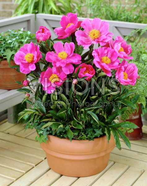Paeonia Dancing Butterfly Paeonia Dancing Butterfly