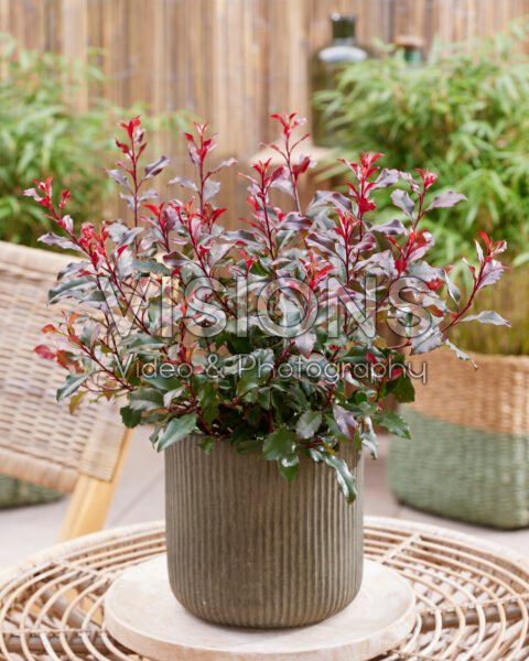 Photinia x fraseri Corallina Photinia x fraseri Corallina