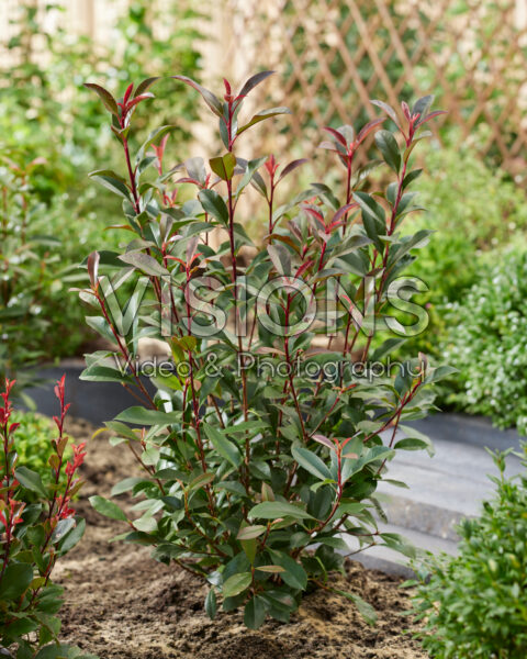 Photinia x fraseri Carré Rouge