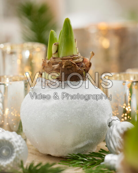 Wax Amaryllis kerst Wax Amaryllis kerst