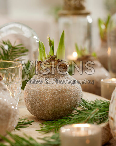 Wax Amaryllis Christmas Wax Amaryllis Christmas