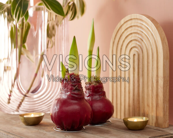 Wax Amaryllis red Wax Amaryllis red