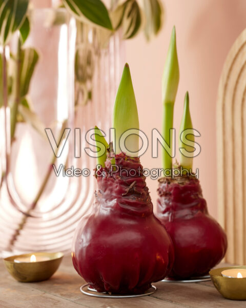 Wax Amaryllis red Wax Amaryllis red
